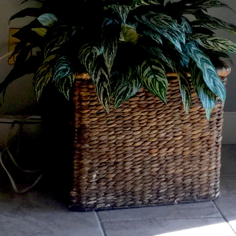 Plant
